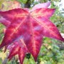 Bol amberboom (Liquidambar styraciflua ‘Autumn Color Globe’)